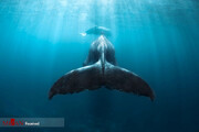 عکاسی زیر آب از نهنگ‌های غول‌پیکر