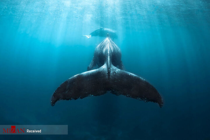 عکاسی زیر آب از نهنگ‌های غول‌پیکر
