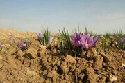 جزئیات خرید حمایتی زعفران از کشاورزان