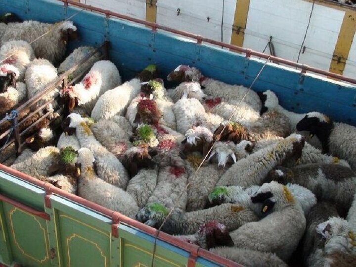 دلیل افزایش قیمت ناگهانی گوشت در تهران؛ قیمت دست ما نیست!