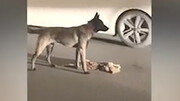 تلاش عجیب یک سگ، برای نجات گربه‌ مرده / فیلم