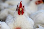 مرغداران: صادرات مرغ نداشتیم که متوقف شود!