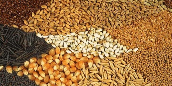 افزایش قیمت گندم در بازارهای جهانی