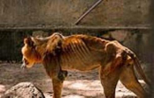 وضعیت ناراحت کننده شیر گرسنه در باغ وحش / فیلم