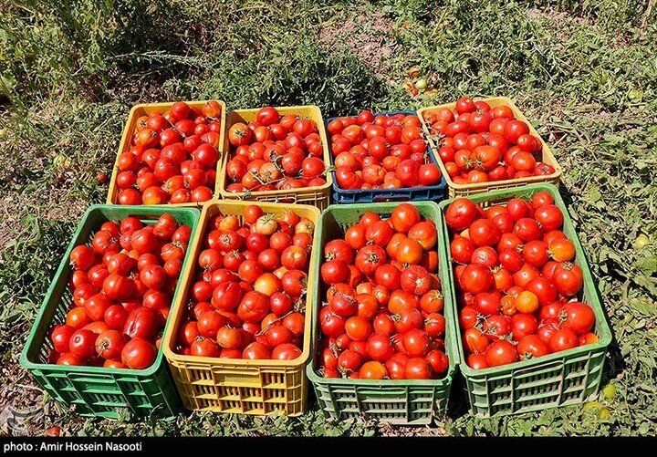 قیمت گوجه به زودی به ۴ هزارتومان خواهد رسید