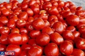 کاهش قیمت گوجه فرنگی در میادین میوه و تره‌بار