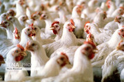 قیمت مرغ از ۲۶ هزار و ۵۰۰ گذشت/ احتمال افزایش دوباره قیمت مرغ وجود دارد