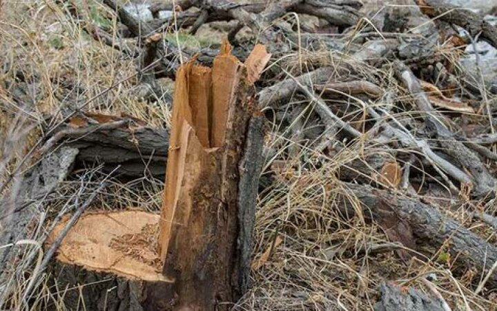 قطع درختان جنگلی در شمال کشور بخاطر تحریم!