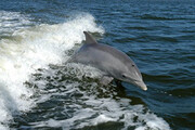 نجات دلفین‌های اروندرود با تلاش صیادان / فیلم