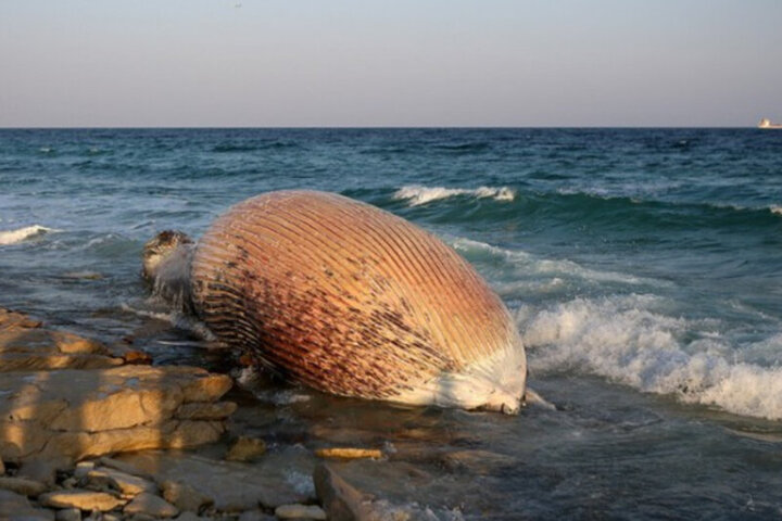 پیدا شدن لاشه نهنگ عظیم الجثه در سواحل جزیره کیش / فیلم و عکس