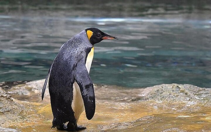 مسن‌ترین پنگوئن جهان در آلمان درگذشت / عکس