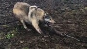 نجات عجیب گرگ وحشی از تله / فیلم