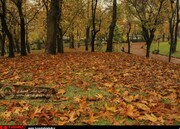 پارک ملت تهران نارنجی پوش شد / تصاویر