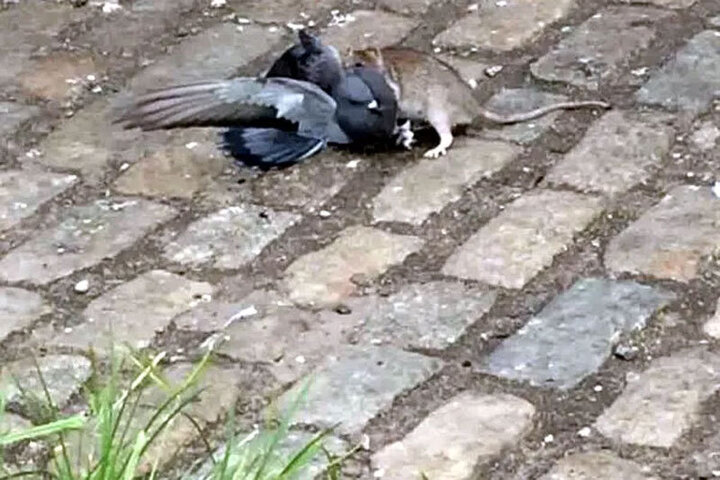 صحنه دلخراش شکار کبوتر توسط موش/ فیلم