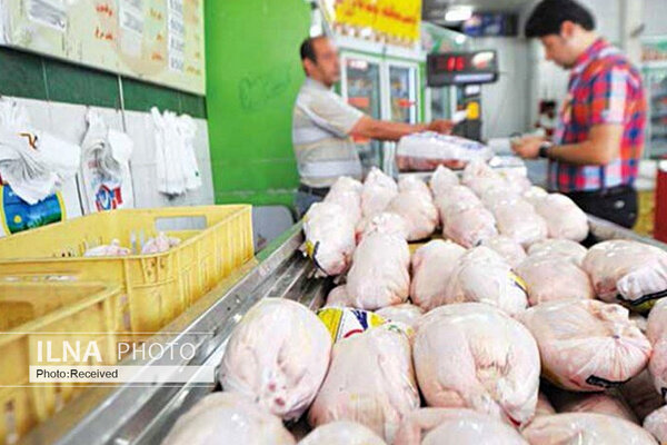 توزیع مرغ گرم و منجمد در سراسر کشور / قیمت