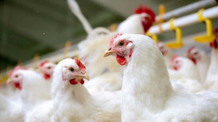 علت اصلی افزایش قیمت مرغ در روزهای اخیر چیست؟