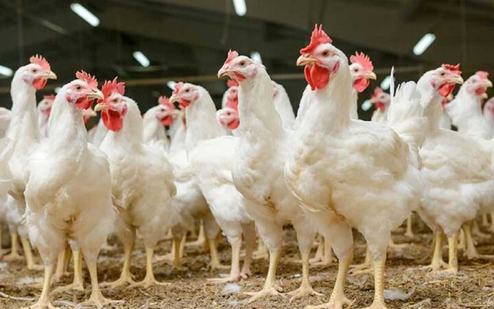 فساد دلار ۴۲۰۰ به مرغداران هم رسید/ ردپای تخلفات بزرگ در وزارت کشاورزی