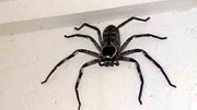 زندگی عجیب عنکبوت غول پیکر با یک مرد استرالیایی / عکس