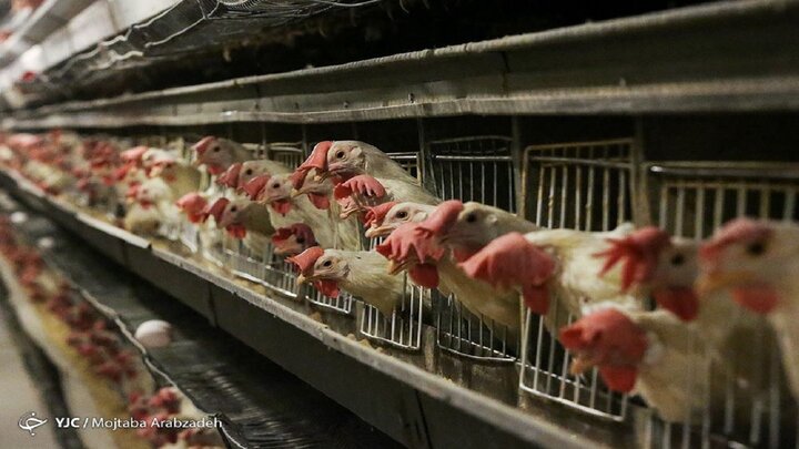 افزایش دوباره قیمت مرغ در بازار/ هر کیلو چند؟