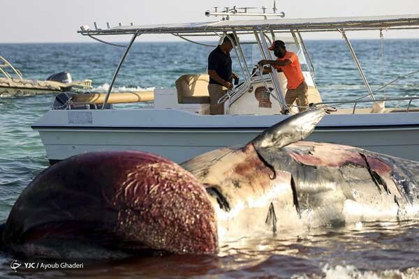 خودکشی دومین نهنگ در جزیره کیش / تصاویر