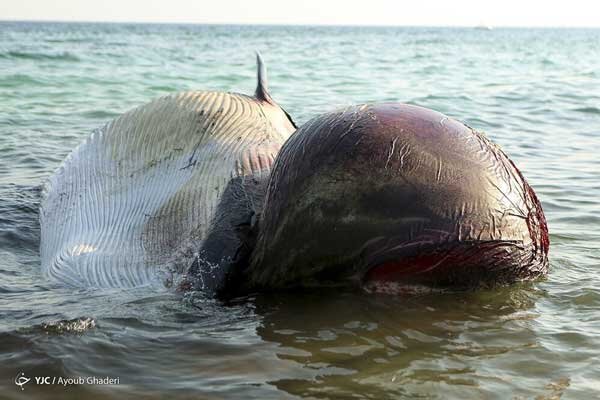 مرگ دومین نهنگ به گل نشسته در جزیره کیش
