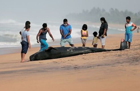 عکس‌هایی از ‏تلاش بی ثمر برای نجات یک نهنگ