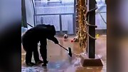 جارو زدن قفس باغ وحش توسط شامپانزه باهوش / فیلم
