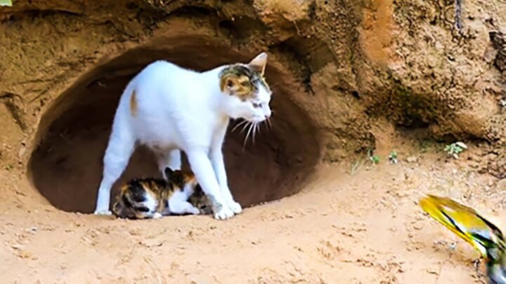 صحنه زیبای نجات گربه و بچه‌هایش از مار عظیم الجثه / فیلم