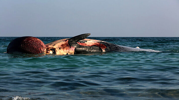 علت مرگ ۲ نهنگ در کیش چه بود؟ /فیلم