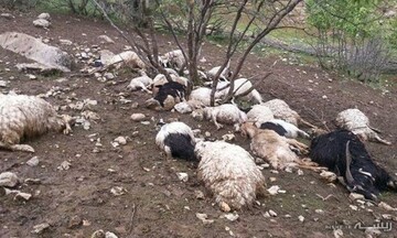 حمله گرگ‌ها به گله گوسفندان در بدره /۲۲ رأس گوسفند تلف شد