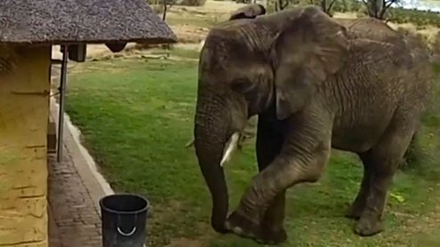 ویدئویی عجیب از جمع آوری زباله‌های رها شده در طبیعت توسط فیل