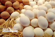 نرخ مصوب تخم مرغ افزایش می‌یابد؟