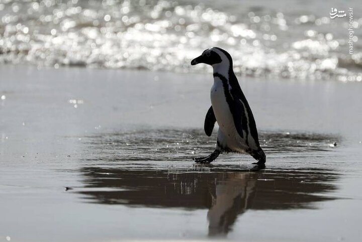 حمایت اردک ها از پنگوئن / فیلم