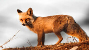روباه زخمی به خانواده سنندجی پناه برد