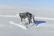 یخ زدن گاو زنده بر اثر شدت سرما / فیلم