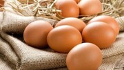مرغ‌ها در راه کشتارگاه هستند/ تخم‌مرغ گران‌تر می شود