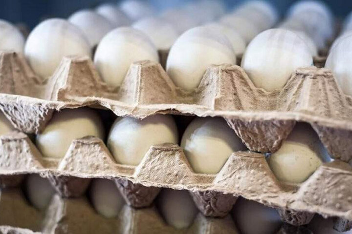 بازار تخم مرغ هفته آینده متعادل می‌شود / هر شانه ۳۰ عددی چند؟