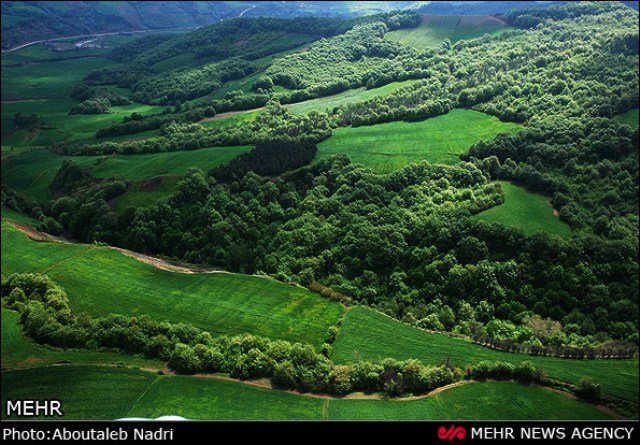 نابودی ۴ میلیون هکتار جنگل در ایران در سه دهه اخیر