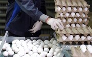 چرا تخم‌مرغ باز هم گران شد؟