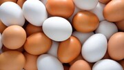 در ماه‌های آینده شرایط تولید تخم مرغ بدتر هم خواهد شد