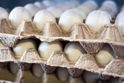 تخم مرغ دوباره گران شد/ هر شانه ۴۸ هزار تومان!