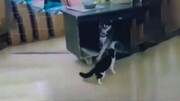 حمله عجیب گربه شجاع به سگ ترسو / فیلم