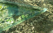 نتایج بررسی محیط زیست درباره تمساح مرکز خرید تهران: تمساح برزیلی است