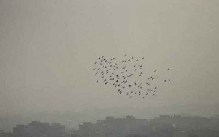 دریاچه چیتگر تهران در میان آلودگی و خاموشی /عکس