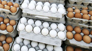 قیمت تخم مرغ همچنان در اوج است؛ دانه‌ای ۲ هزار تومان