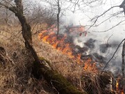 آتش سوزی گسترده در پارک ملی گلستان