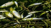 مرگ ماهی‌های رودخانه فریازان به علت آلودگی/ تصاویر