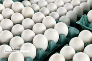 قیمت مصوب برای تخم مرغ بسته‌بندی شده تعیین شد