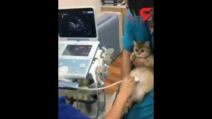 سونوگرافی گربه باردار/ فیلم