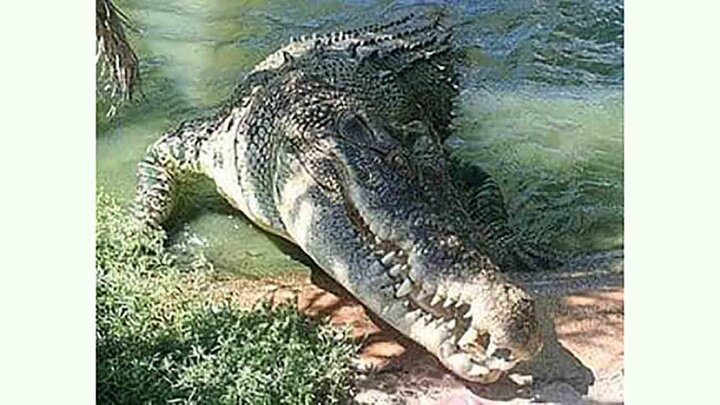 بزرگترین تمساح زنده دنیا/ عکس